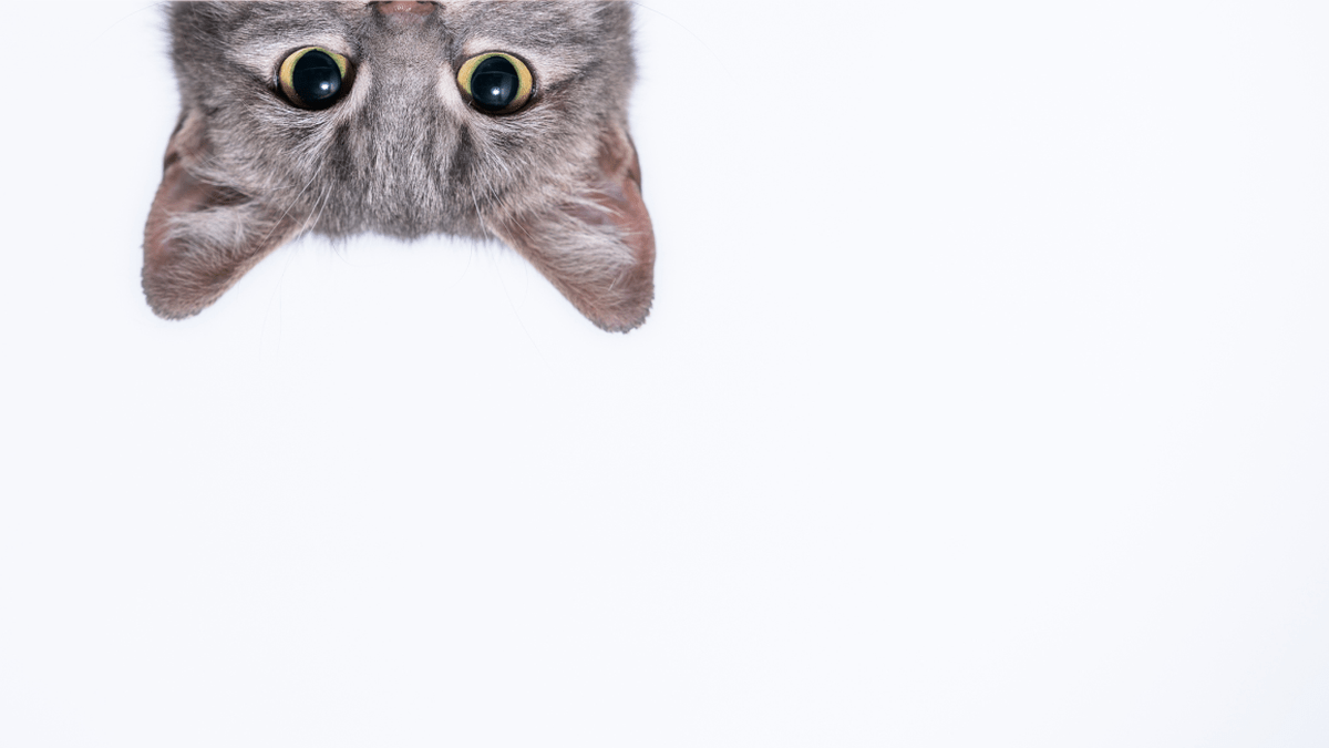 spying television